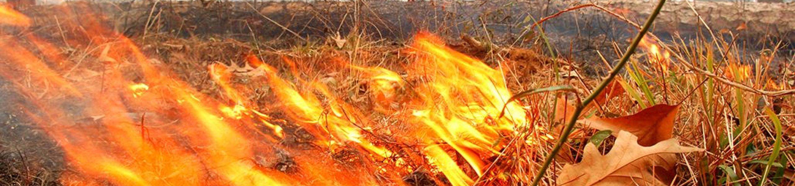 image of leaves burning